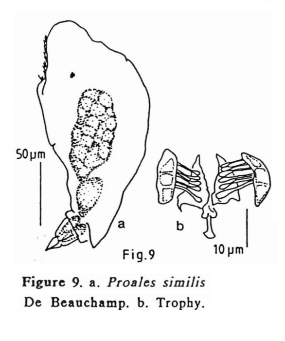 Proales ardechensis