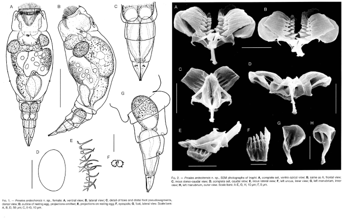 Proales ardechensis - Original description image