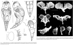 Proales ardechensis
