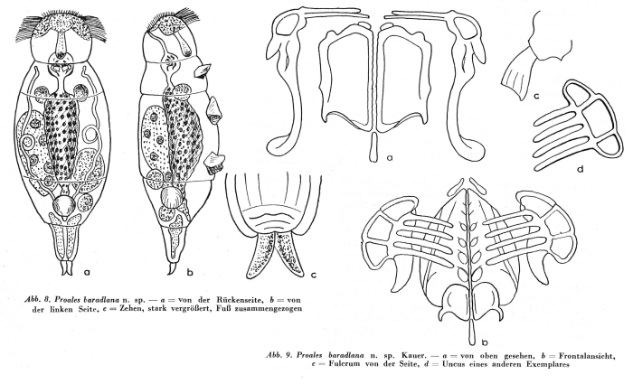 Proales baradlana - Original description image