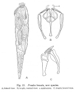 Proales bemata - Original description image