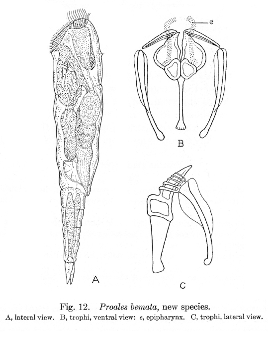 Proales bemata - Original description image