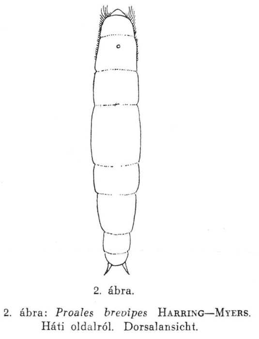 Proales brevipes Proales brevipes