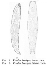 Proales brevipes - Original description image