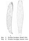 Proales brevipes - Original description image