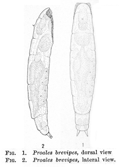 Proales brevipes - Original description image