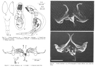Proales christinae - Original description image