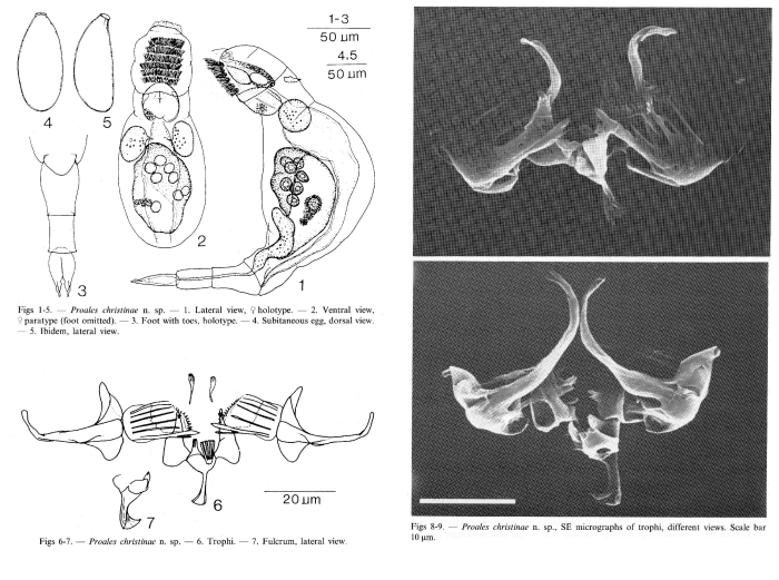 Proales christinae - Original description image