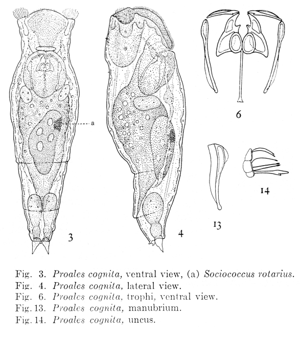 Proales cognita - Original description image
