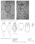 Proales commutata - Original description image