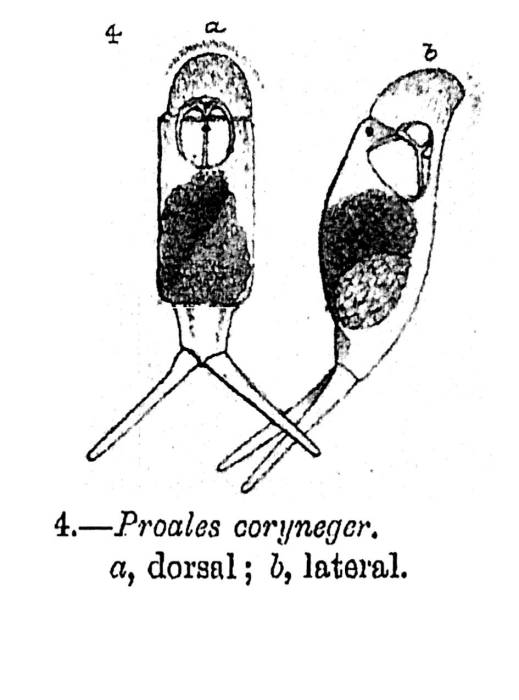 Proales coryneger - Original description image