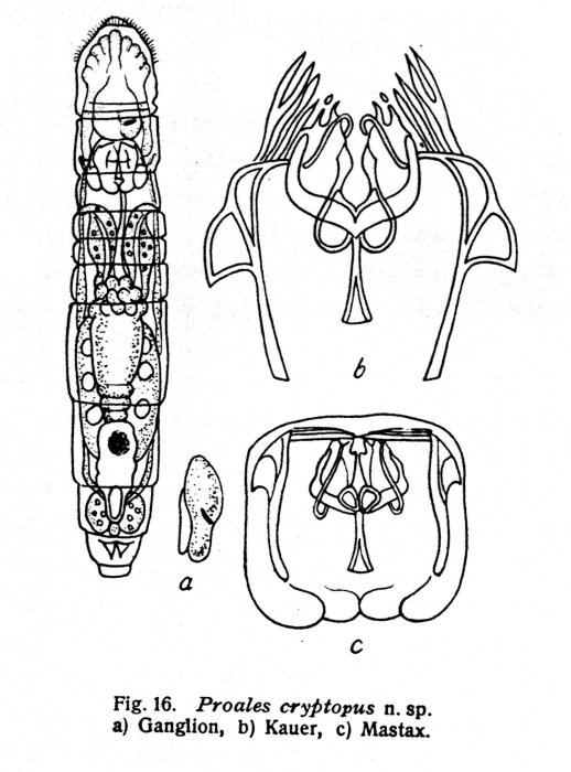 Proales cryptopus - Original description image