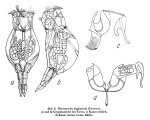Proales daphnicola