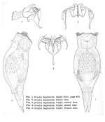 Proales daphnicola