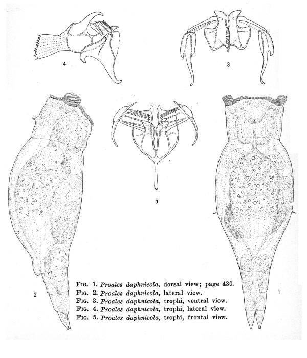 Proales daphnicola