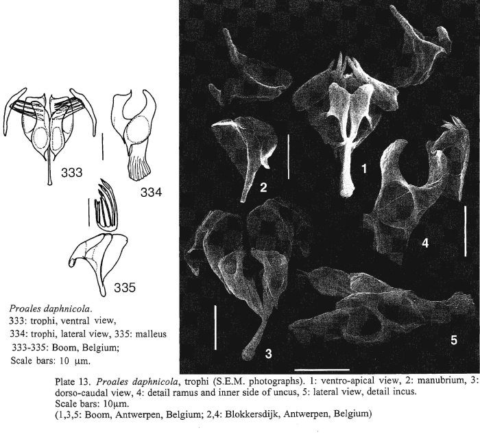 Proales daphnicola