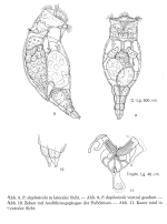 Proales daphnicola