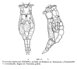 Proales daphnicola
