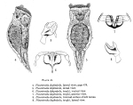 Proales daphnicola