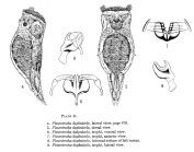 Proales daphnicola