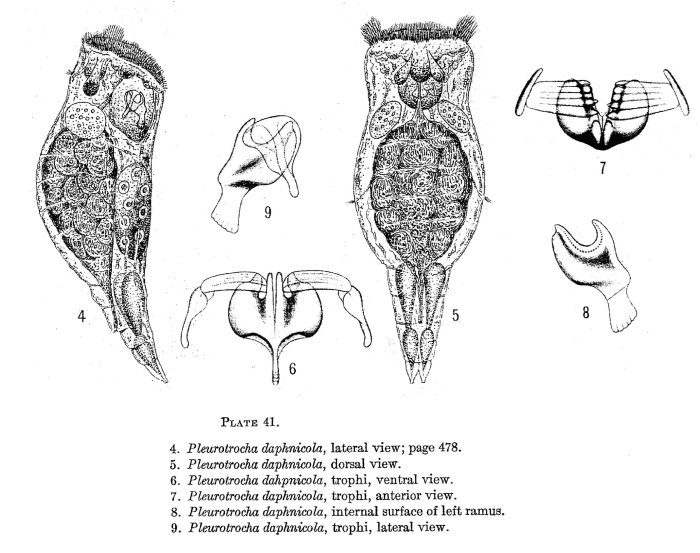 Proales daphnicola