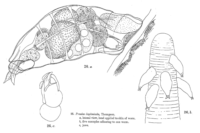 Proales daphnicola