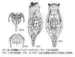 Proales daphnicola