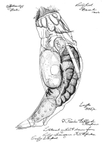 Proales daphnicola