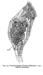 Proales daphnicola - Original description image