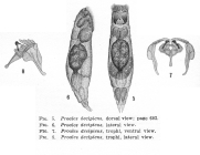 Proales decipiens
