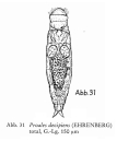 Proales decipiens