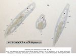 Proales decipiens