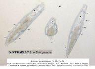 Proales decipiens