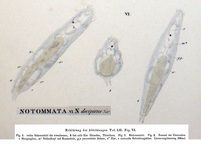 Proales decipiens Proales decipiens