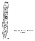 Proales decipiens