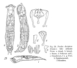 Proales decipiens