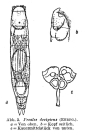 Proales decipiens