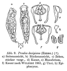 Proales decipiens