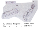 Proales decipiens