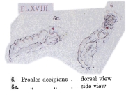 Proales decipiens