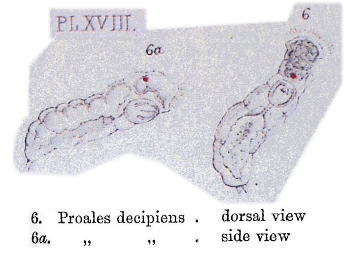 Proales decipiens Proales decipiens
