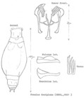 Proales decipiens