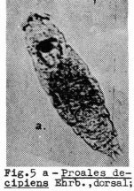 Proales decipiens