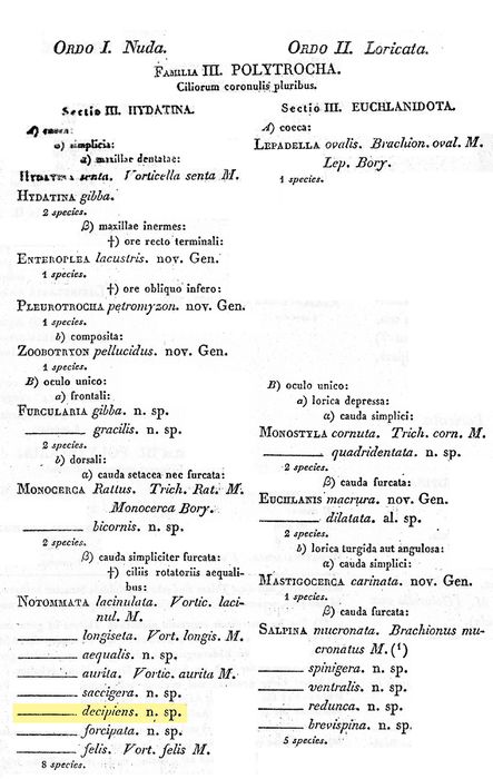 Proales decipiens - Original description image