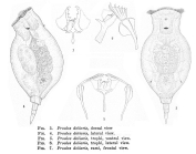 Proales doliaris