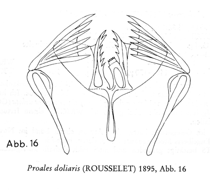 Proales doliaris