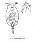 Proales doliaris