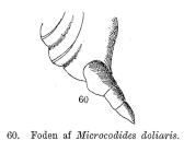 Proales doliaris