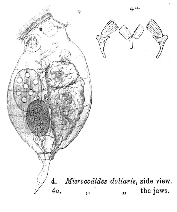 Proales doliaris Proales doliaris