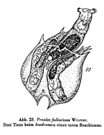 Proales fallaciosa